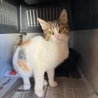 Hope aus dem Tierschutz, Katze zur Adoption