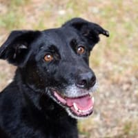 Schenken Sie Zeus ein Zuhause?, Hund zur Adoption