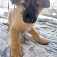 Matilda 30 cm (Jan 26) Pflegestelle, Hündin zur Adoption