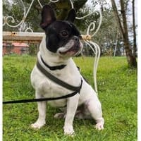 Poldi sucht liebevolles Zuhause, Hund zur Adoption