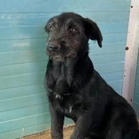 Gibt es ein Zuhause für Liz?, Hündin zur Adoption