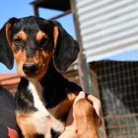 Xenon wünscht sich seine Familie, Hund zur Adoption