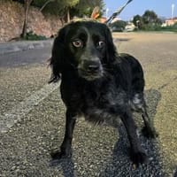 Geben Sie Maya Hoffnung?, Hündin zur Adoption