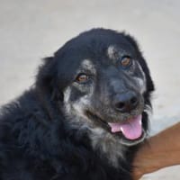 Bonnie wünscht sich ein Zuhause, Hündin zur Adoption