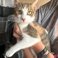 Sky aus dem Tierschutz, Katze zur Adoption