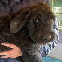 Luki möchte die Welt mit Ihnen entdecken, Hund zur Adoption