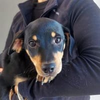 Oreo möchte sein Leben genießen, Hund zur Adoption