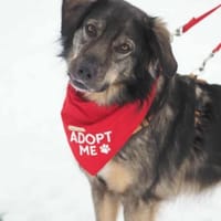 Kaja H - Die Hübsche 💕, Hündin zur Adoption