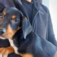 Olga möchte ihre Familie finden, Hündin zur Adoption