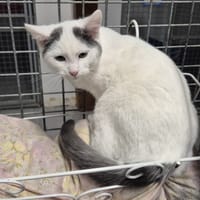 ROLL, chat à adopter