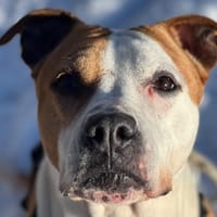 MAÏNNA OAA19197, chienne à adopter