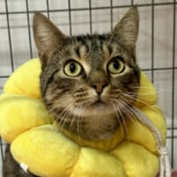 TIGRE, chat à adopter