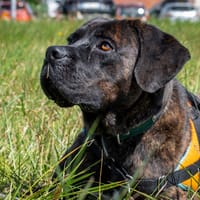 SOCKS, chien à adopter