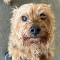 Gloira, chienne à adopter