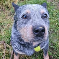 SKYROCK, chien à adopter