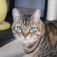 Mickey, chat à adopter
