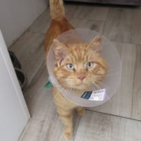 ROUKY, chat à adopter