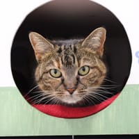 Bayonetta, chatte à adopter