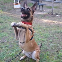 Jinx, chienne à adopter