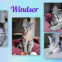 Windsor, chat à adopter