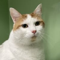 TITI, chat à adopter