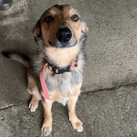 SUREAU, chien à adopter