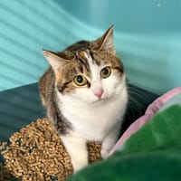 Azya, chatte à adopter