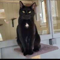 TOULOU CT, chatte à adopter