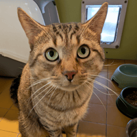 RUBISCUBE A17253, chat à adopter