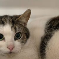 CARLOS, chat à adopter