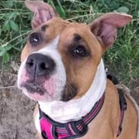 Kayna, chienne à adopter