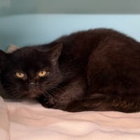 Abby CAB5122, chatte à adopter