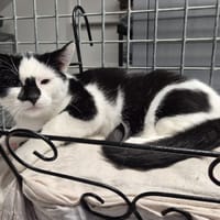 BLUES, chat à adopter