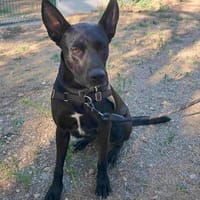 Serena, chienne à adopter