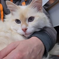 Altesse, chatte à adopter