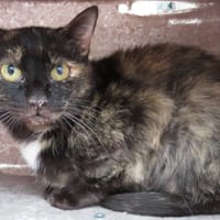 USAGI (Réservée), chatte à adopter