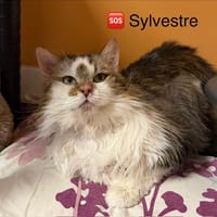 Sylvestre, chat à adopter