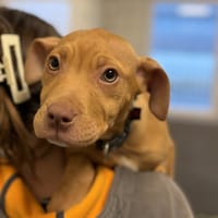 JOYCE, chienne à adopter