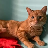 LISBONE, chat à adopter