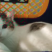 ZABOU, chatte à adopter