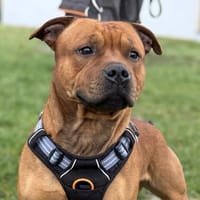 VENOM/VEGA, chien à adopter