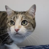 Choco, chatte à adopter