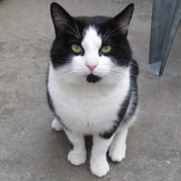 SCRATCHY, chat à adopter