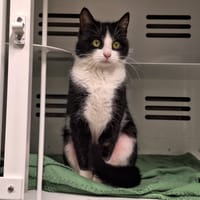 AVANAH, chatte à adopter