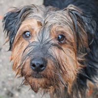 PEPITO, chien à adopter