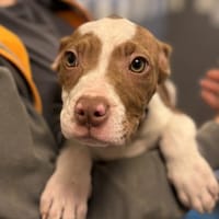 VEKNA, chienne à adopter