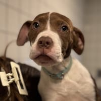 HOPPER, chien à adopter