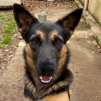 TEXAS, chienne à adopter