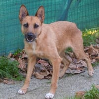 NASHKA, chienne à adopter