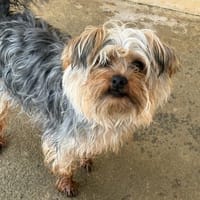 Vito, chien à adopter